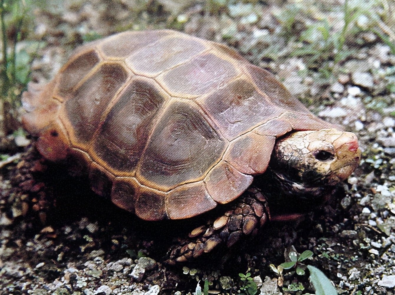 龟类纪录片,龟类图片