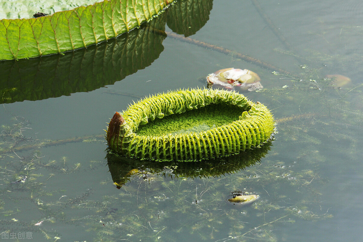 自然界嘴巴奇特的十种动物,十种奇特的自然界植物图片