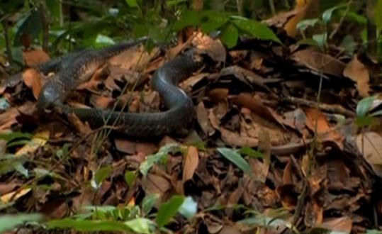 毒蛇排名前十的蛇短尾蛇,世界上的毒蛇王