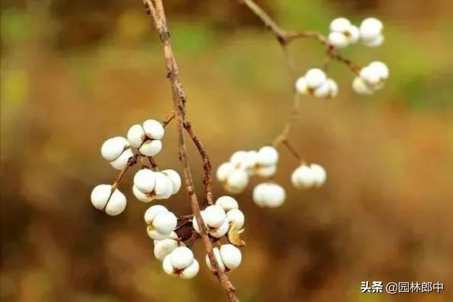 深秋的乌桕红叶,深秋里的一幅油画