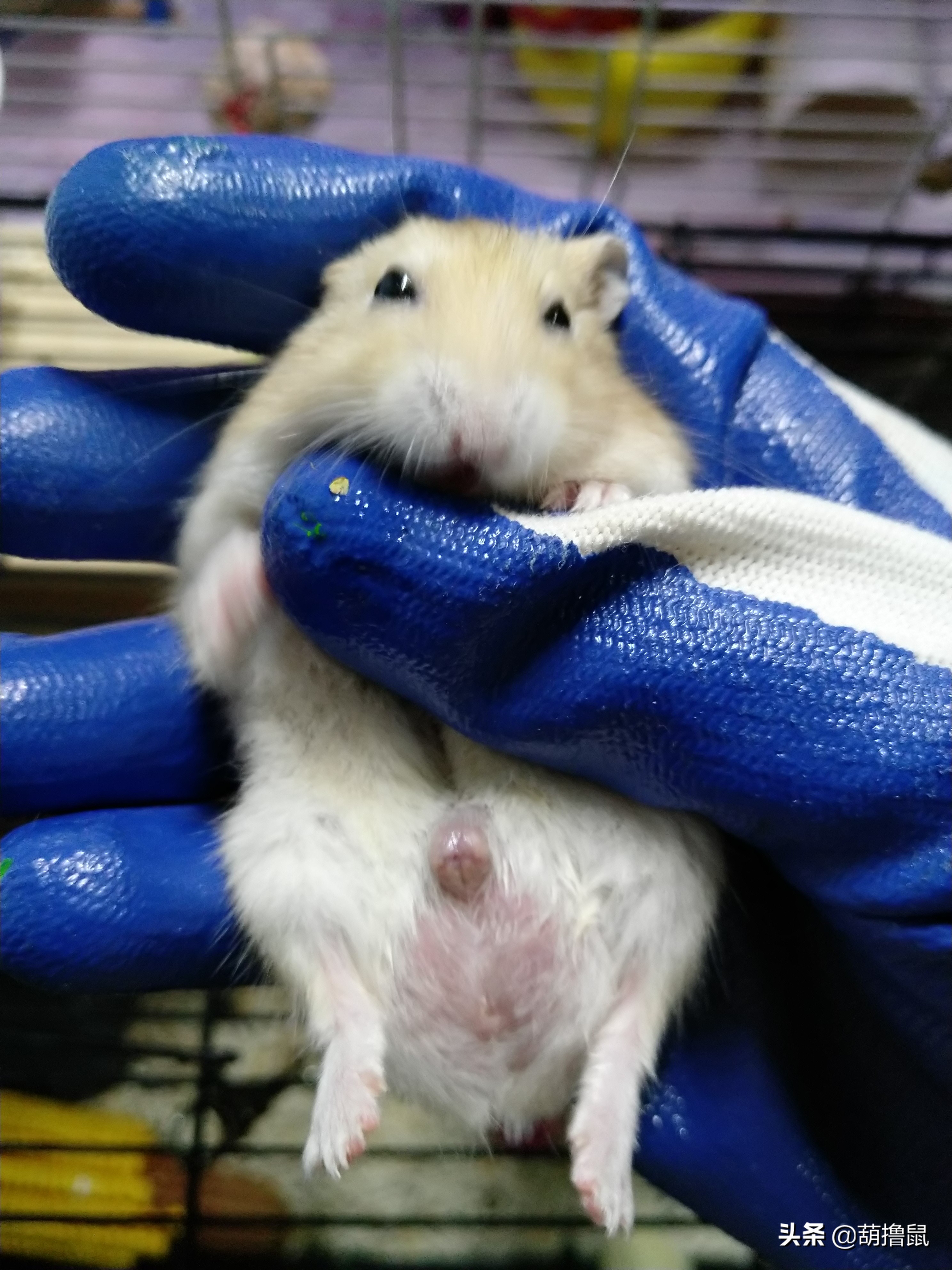 仓鼠繁育注意事项,仓鼠怀孕后的注意事项