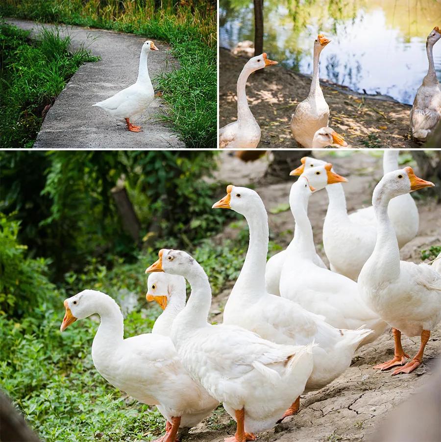 幼儿园古诗配水墨画大全简单,水墨诗配画简单儿童