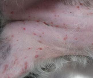 狗狗身上有皮肤病用什么药,狗狗皮肤大面积泛红怎么治