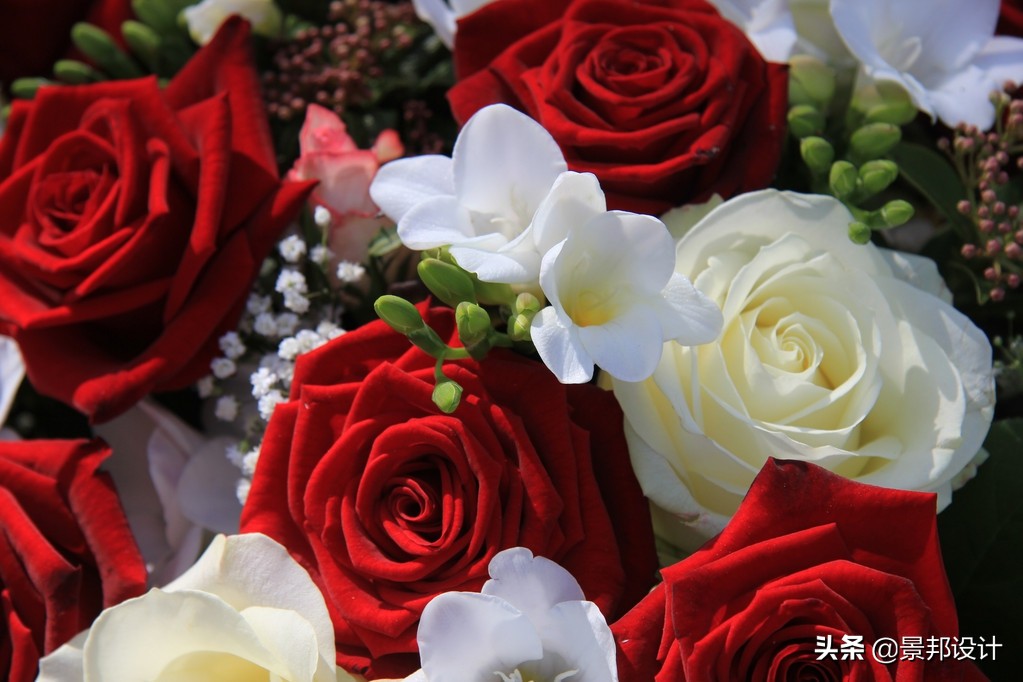 各种花的花语文案,各种花的花语大全