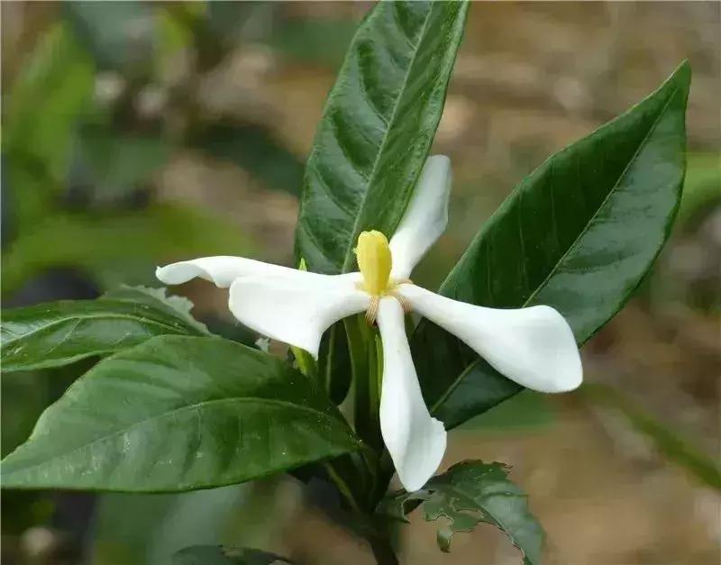 深圳5月哪里有花海看,深圳五一哪里可以看花海