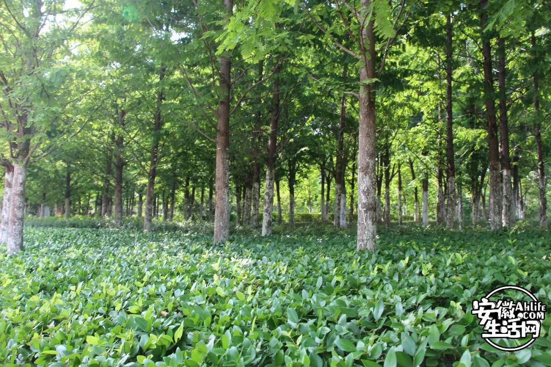 庐阳老城内藏着一处最大的综合性森林公园，人少景美，关键还免费