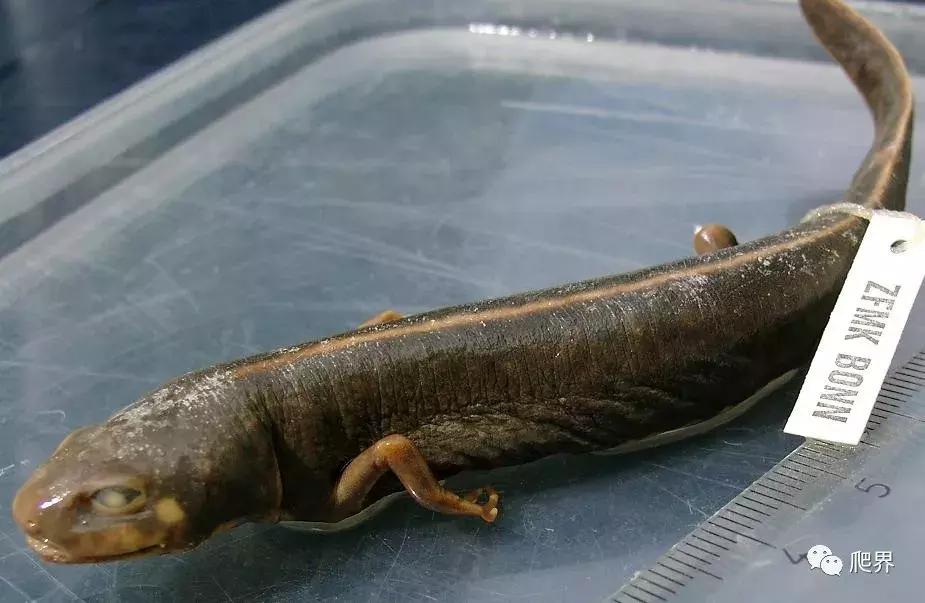 二级濒危保护物种蝾螈,濒危蝾螈