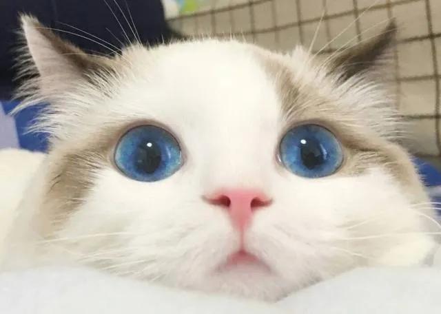 猫咪眼睛的神奇之处,猫咪黄眼睛和琥珀眼睛的区别