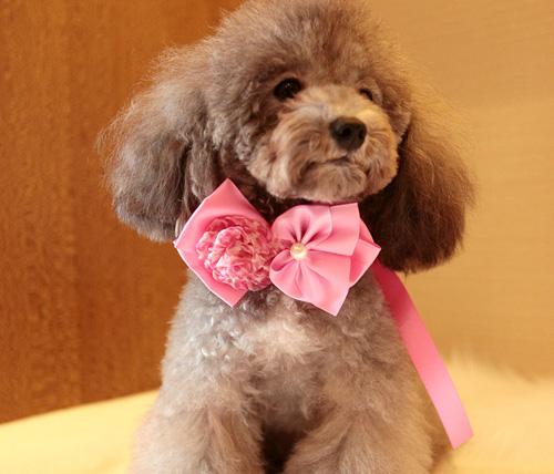 狗界颜值天花板萨摩耶,比熊泰迪萨摩耶哪个颜值高