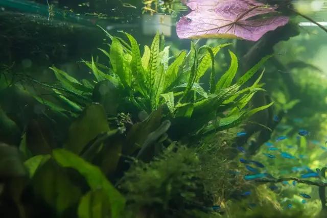 本色水景水草造景培训,本色水景水草培训