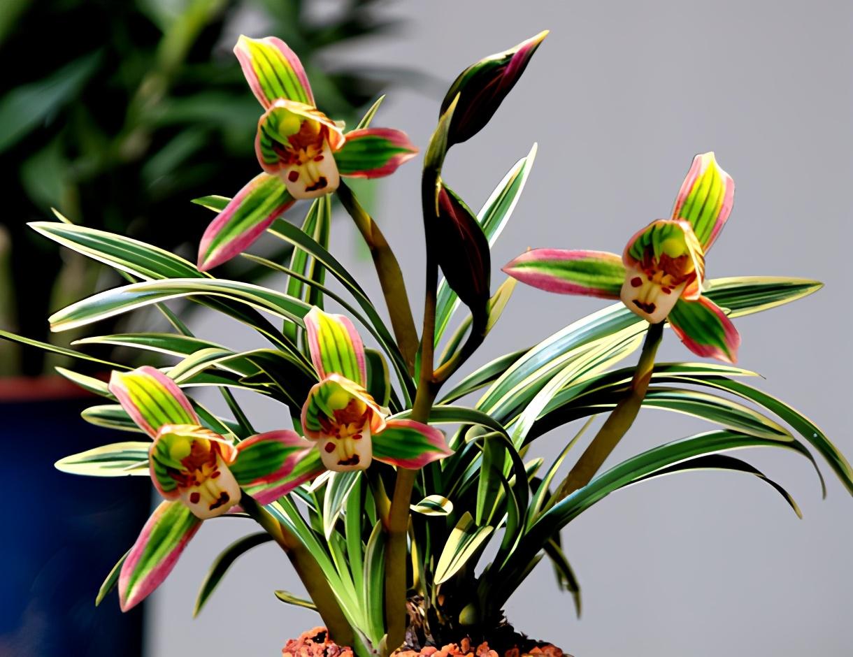 此兰只应“天上”有，人间哪得几回闻，一花双色，很多人没见过