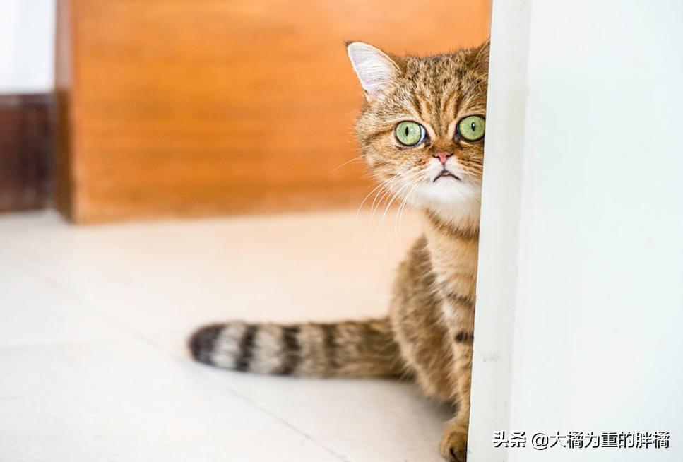 加菲猫在没人的时候乱撒娇,是什么让你选择了宠物