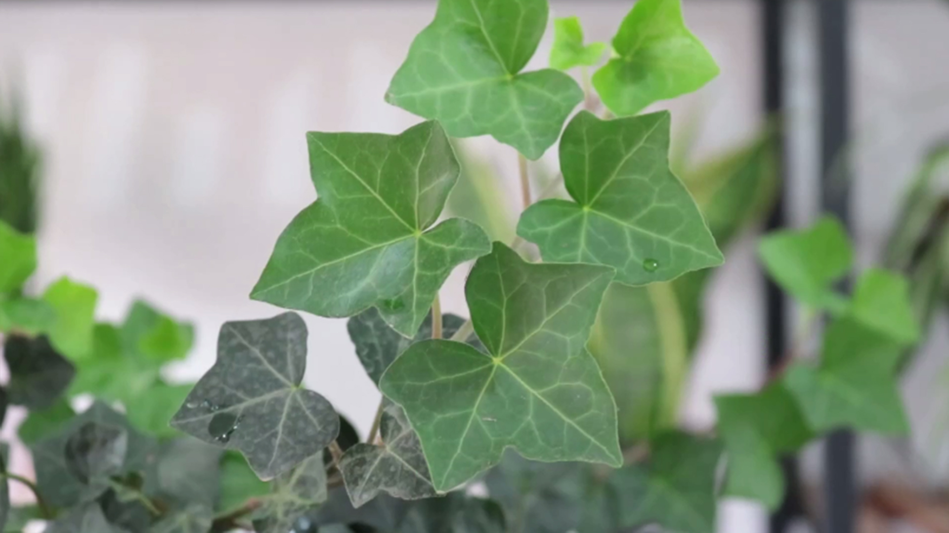 常春藤怎么养成老桩,常春藤不悬挂怎么养护