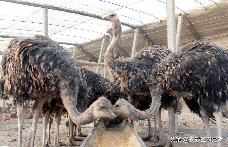 每年下蛋300的鸡,3000只下蛋鸡成本多少利润多少