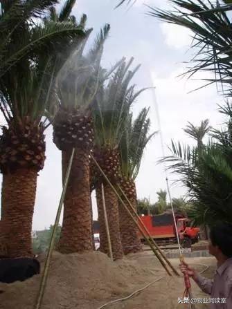 小区绿化养护一般做哪些工作,小区绿化养护需要什么资质