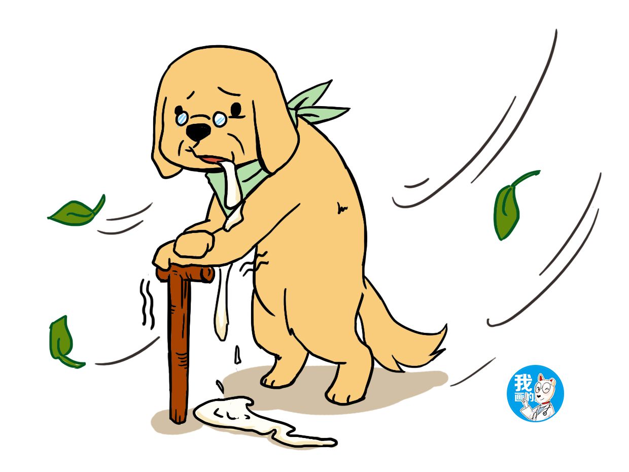 狗狗一直流口水这是什么问题,狗狗一直流口水是不是中毒了