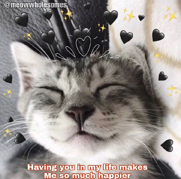 猫咪背景图ins风,猫咪背景图ins高级质感黑猫