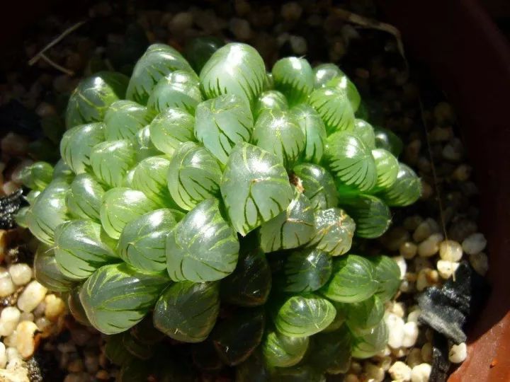 多肉植物好养又容易开花,长相怪异的9种多肉植物