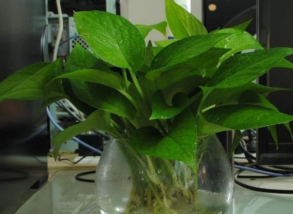 绿萝叶子变黄枯萎是什么原因水培,水培绿萝叶子发黄枯萎怎么补救