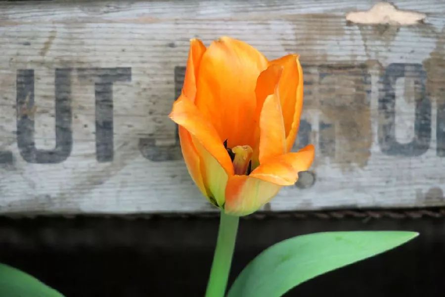 郁金香泡沫带来的危机,郁金香泡沫效应