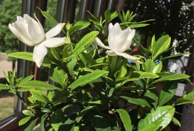 如何判断栀子花黄叶是什么原因,栀子花花苞黄叶的原因及处理方法