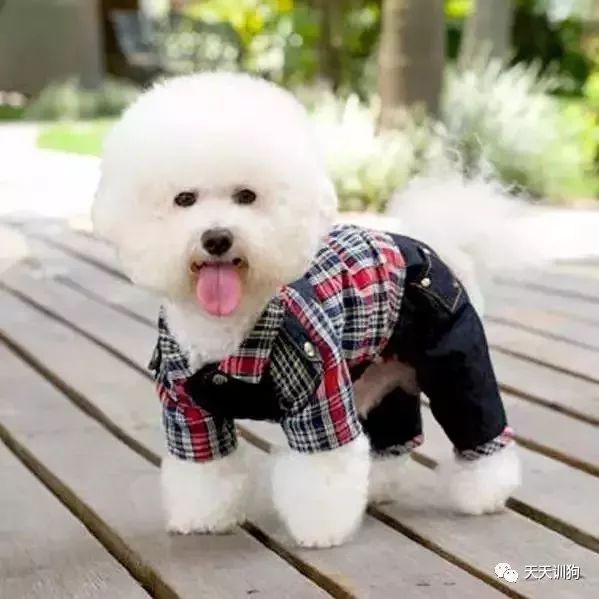 狗狗突然暴瘦怎么调理肠胃,狗狗肠胃不好有什么表现如何调理