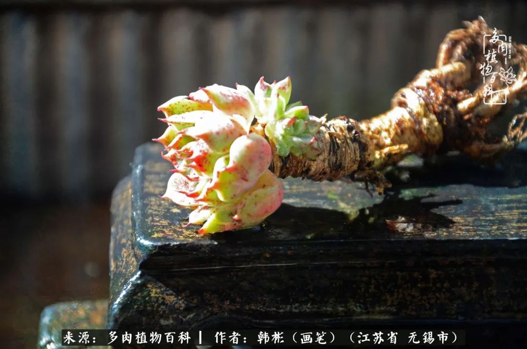 听音乐赏多肉,听音乐赏花赏美景