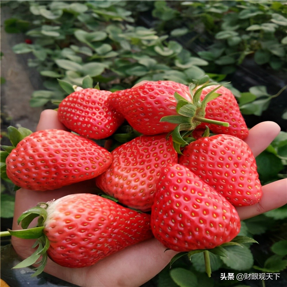 不能错过当地水果,不能错过美味的水果