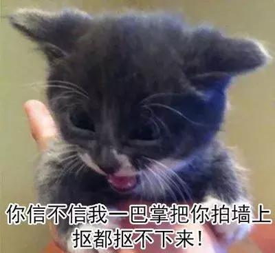 养了九年的猫突然对我有攻击性,养了两年的猫对我特别防备