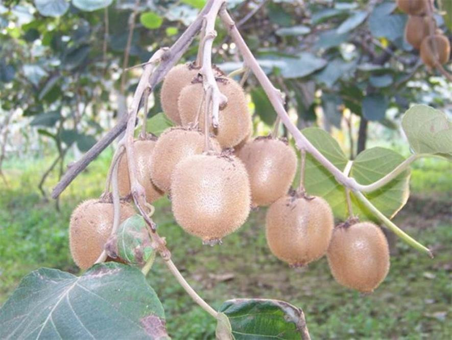 百种味道的果子,百种果实图片