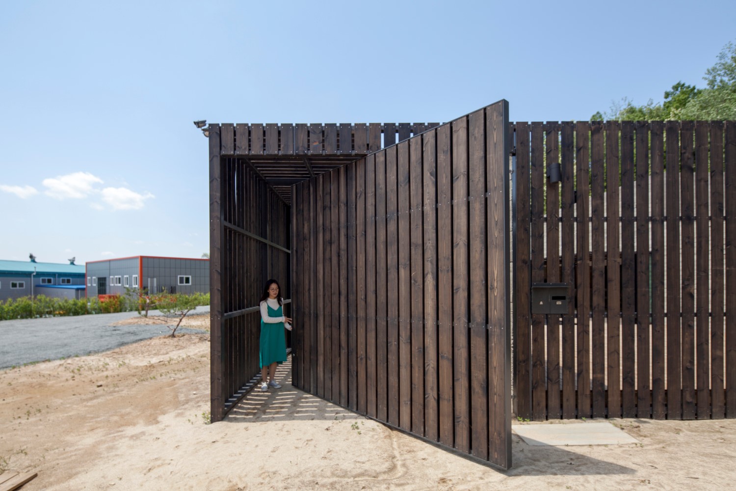 韩国蒲公英,韩国野生蒲公英的种植