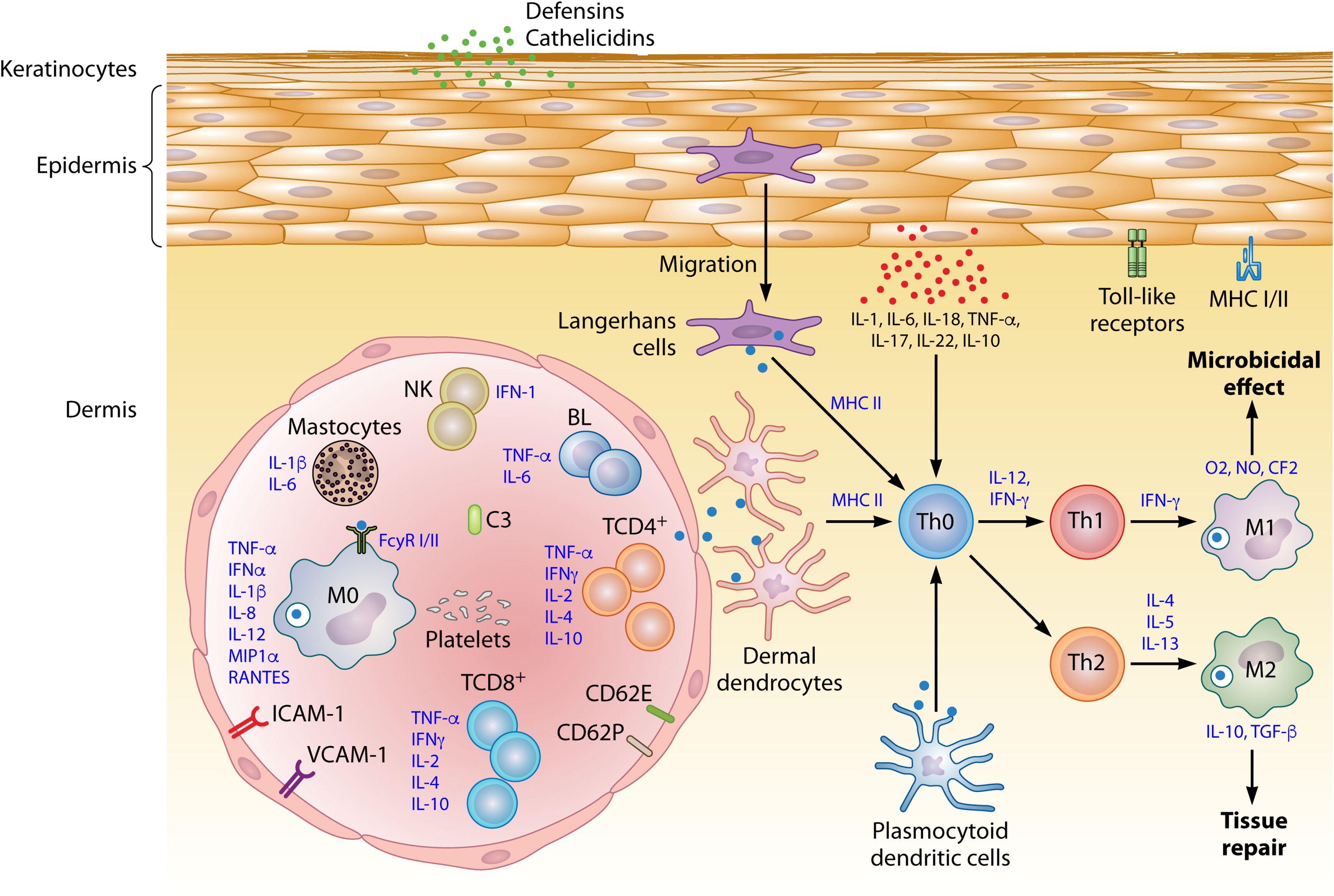 交配后才吸血?蚊子如何在其短暂一生中,让我们对其深恶痛绝的?