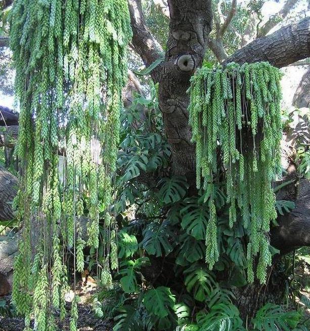 多肉玉缀盆景,多肉玉缀锦图片