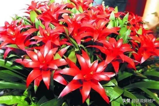 养好花六大关键十年养花经验总结,各种花卉养花技巧知识大全合集