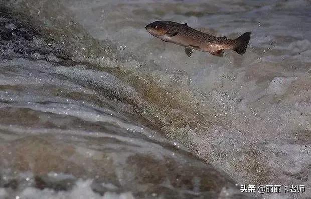 深海鱼油到底该不该吃,深海鱼油可以调理血液粘稠吗