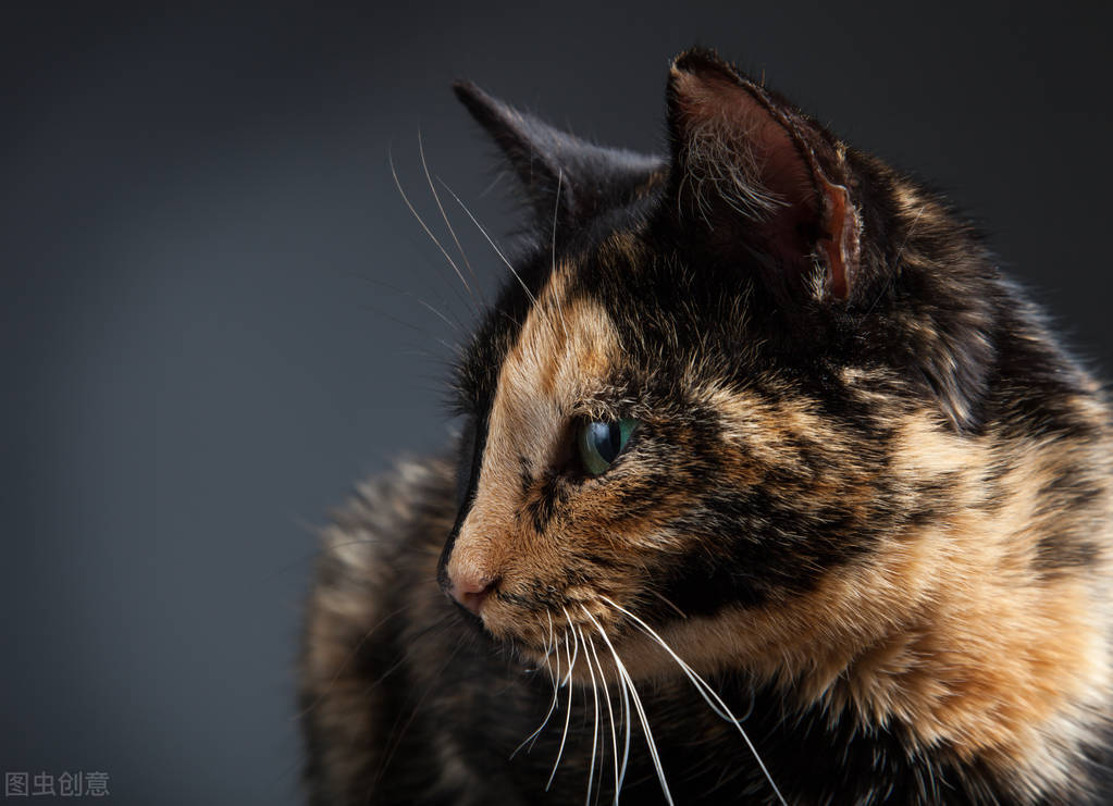 甯歌鐨勪竷绉嶄腑鍗庣敯鍥尗闆呯О,涓崕鐢板洯鐚彜浠ｇ殑闆呯О鏈夊濂藉惉