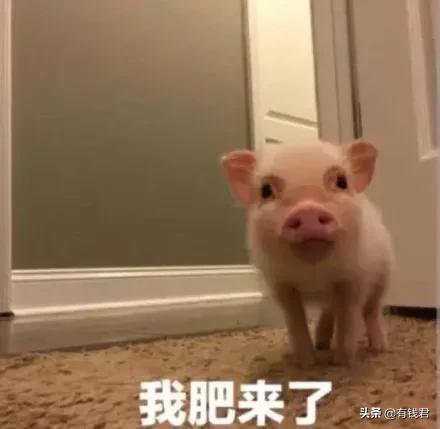 哈哈哈！那些打了网易新股的人，现在已经笑出声了