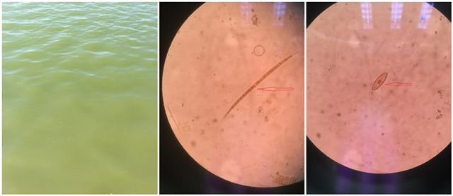 藻类旺盛水色是什么样,通过池塘水色确定藻类植物