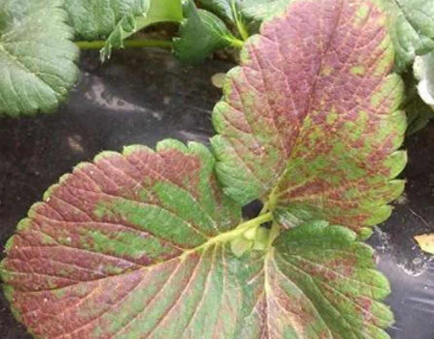 绿植黄叶应该施什么肥,植物黄叶用什么改变