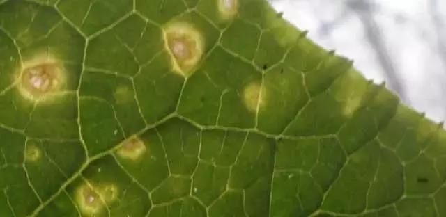 学会这一招，靶斑病不用愁，黄瓜“小黄点”轻松就搞定