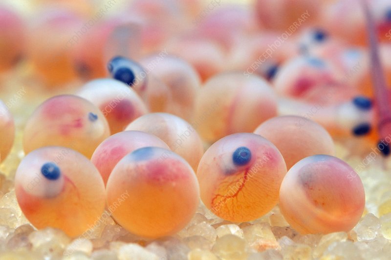 野塘鱼从哪里来的,野坑里的鱼怎么来的