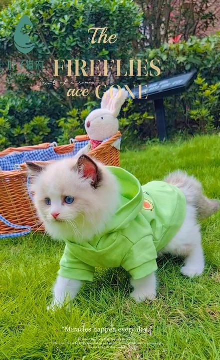 猫回家不吃不喝拉稀怎么回事,猫回家不应激