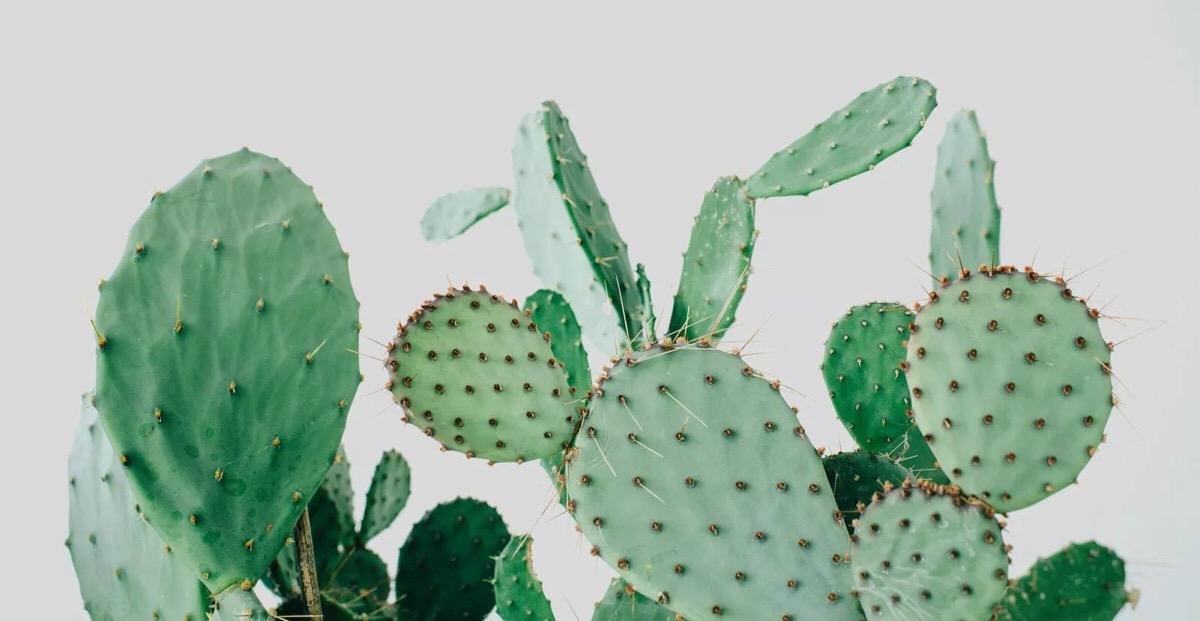 花语大全100种花的花语,100种象征着爱情的花的花语