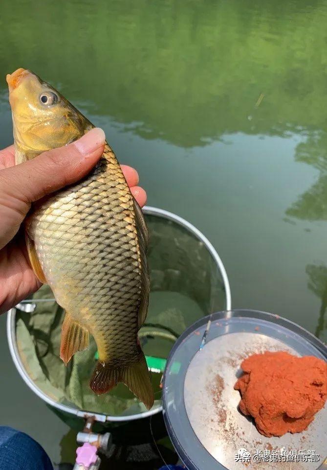 科学钓鱼评测老鬼速胜者鱼竿,老鬼速胜者水库
