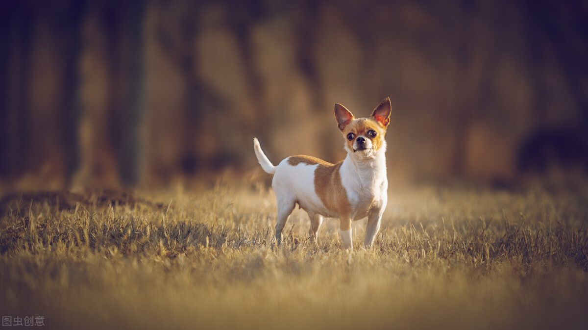 狗狗受伤的声音,狗狗受伤的地方还会长毛吗