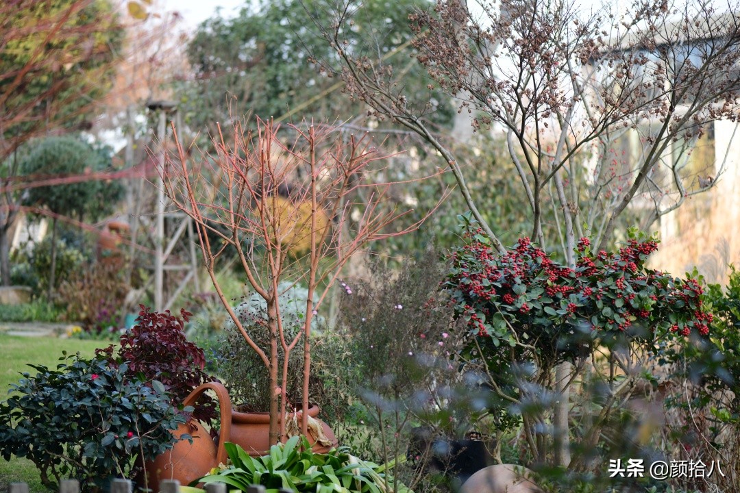 零下9度来袭，花园里的绿色是那么动人|园丁