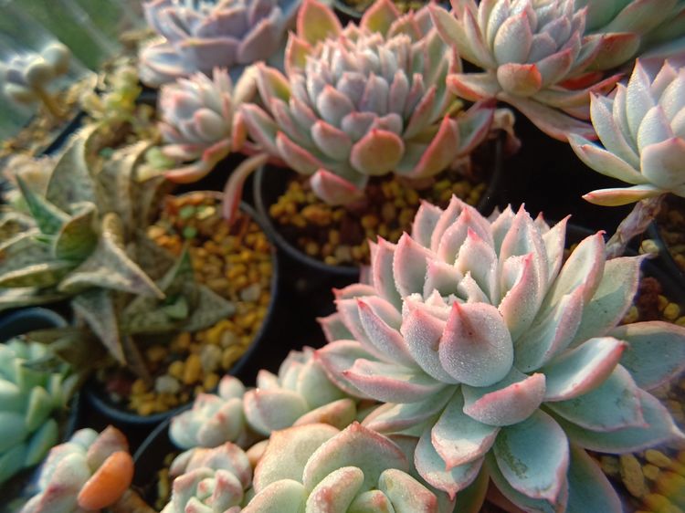 多肉植物成功授粉后，“这些”要点一定要注意