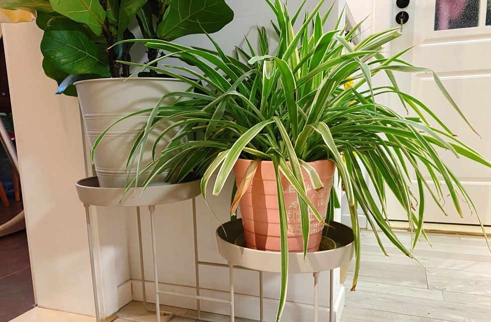 怎样养好吊兰,养吊兰的7个小窍门