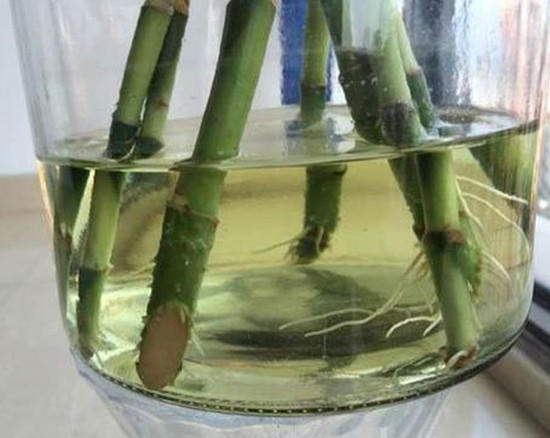 水培富贵竹子烂根,水培富贵竹叶子有点黄怎么办