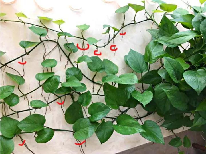 绿萝里面的小机关,绿萝有小机关怎么办